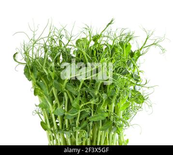 Frische Microgreens der Erbse isoliert auf weißem Hintergrund Stockfoto