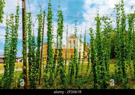 Die Brauerei Nymburk wurde 1895 gegründet, der berühmte tschechische Schriftsteller Bohumil Hrabal lebte hier in den Jahren 1919-1947. Stockfoto