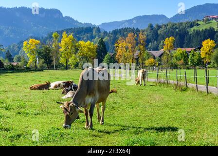 Schöner Herbst-Nachmittag im südlichen Allgäu nahe Sonthofen und Bad Hindelang Stockfoto