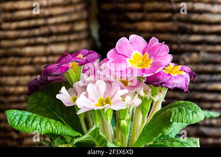 Lila Primrose Bouquet Stockfoto