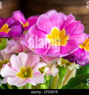 Lila Primrose Bouquet Stockfoto