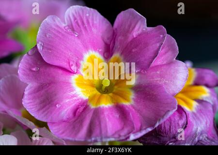 Lila Primrose Bouquet Stockfoto