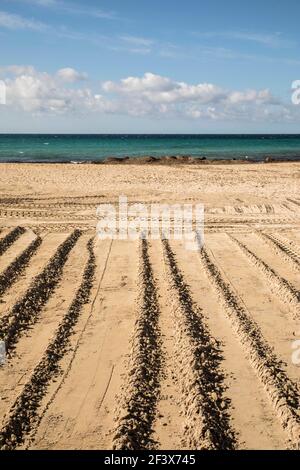 Mallorca, Spanien. März 2021, 17th. Vorbereitung des Strandes für die kommenden Touristen an der Playa de Palma auf Mallorca. Quelle: John-Patrick Morarescu/ZUMA Wire/Alamy Live News Stockfoto