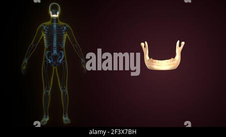 3D Illustration der menschlichen Skelett Schädel Unterkieferknochen Anatomie. Stockfoto