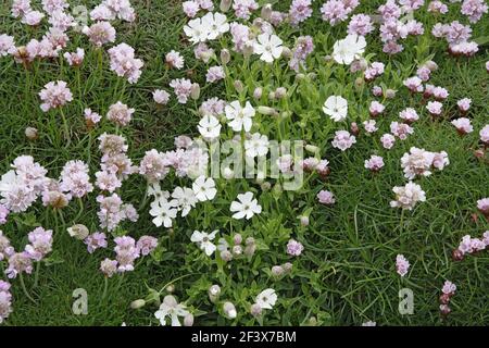 Sea Campion wächst unter der Sparsamkeit auf der Meeresklippe Silene maritima & Armeria maritima Orkney Islands, UK PL002042 Stockfoto