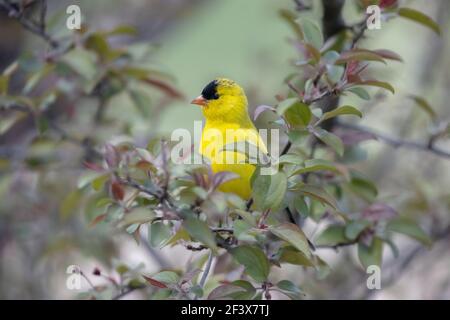 American Goldfinch 6th. Mai 2020 Brandon, South Dakota Stockfoto