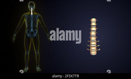 3 Illustration der Anatomie des menschlichen Skeletts Wirbelsäule Halswirbel. Stockfoto