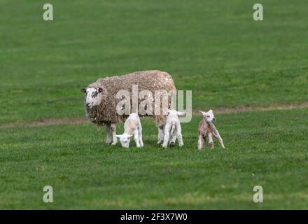 Swaledale Maultier Ewe mit ihren neugeborenen Dreifachlämmern im Frühling, stand auf grüner Wiese. Ein Lamm ist gerade geboren worden.Konzept: Die Liebe einer Mutter.Copyspace Stockfoto