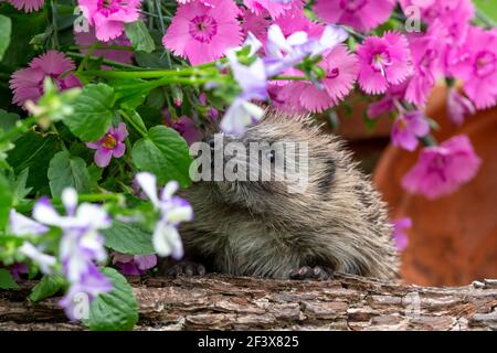 Igel, Wissenschaftlicher Name: Erinaceus Europaeus. Nahaufnahme eines wilden, einheimischen Igels im Sommer mit bunten Dianthus Pinks und Violas. Kopf hoch. Ho Stockfoto