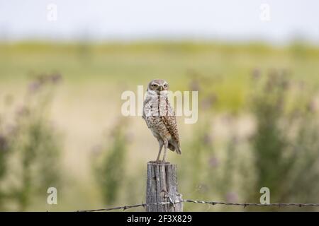 Burwing Owl 5th. Juli 2020 Fort Pierre National Grasslands, South Dakota Stockfoto