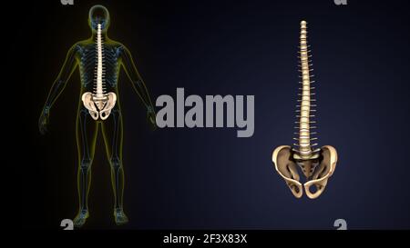 3D Illustration der Wirbelsäule und Hüftknochen Anatomie des menschlichen Körpers Stockfoto