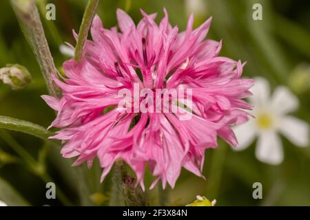 Kornblume (Bachelor's Button) 21st. Juni 2020 Brandon, South Dakota Stockfoto