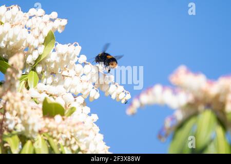 Hummelkönigin mit Bumpfschwanz besucht Pieris Japonica Frühlingsstrauch an einem warmen Märztag in Schottland, Großbritannien Stockfoto