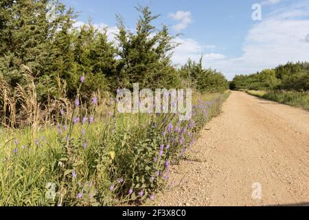 Hoary Vervain - Roadside - Lake Vermillion 26th. Juli 2020 Stockfoto