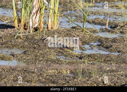 Killdeer 13th. Juni 2020 Minnehaha County, South Dakota Stockfoto