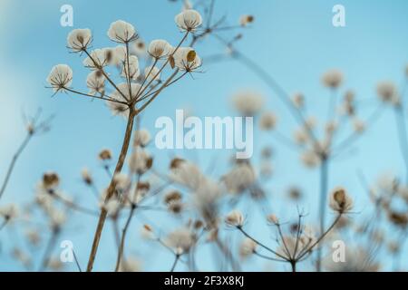 Bedeckt mit Frost Regenschirm Dill gegen den blauen Himmel, Nahaufnahme in der Wintersaison. Verschwommen im Hintergrund Stockfoto