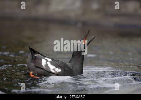 Taube Gulliemot anzeigen (Cepphus Columba) Küste von Oregon, USA BI003268 Stockfoto