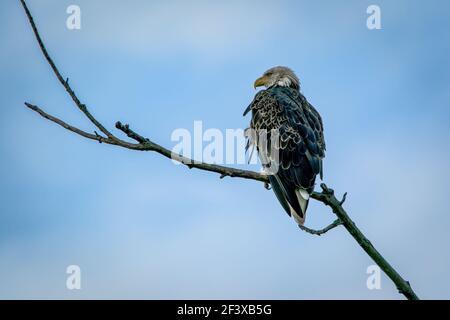 Ein amerikanischer Weißkopfseeadler, der auf einem Ast hoch in einem Baum auf der Suche nach seinem nächsten Essen ist. Fotografiert von meinem Kanu auf einem kleinen privaten See. Stockfoto
