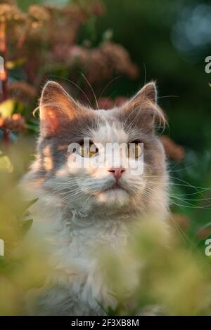 Britische Langhaarkatze mit Spaß im Freien. Porträt von niedlichen kurzen Haaren Katze. Porträt von liebenswert grau Kätzchen. Stockfoto