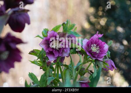 Fastenhellebore oder Weihnachtsrosenblüten im Frühling. Hellebores halbdoppelte Blumen an den Grenzen eines Weges im Garten. Hybrid-Hellebores oder Stockfoto