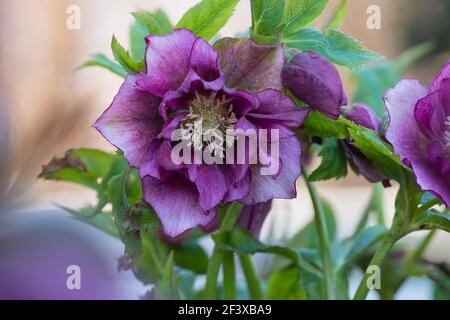 Fastenrose Doppel Ellen Picotee die natürlich nicken. Immergrüne Pflanze Hellebore Rose Blume oder fastenrose. Stockfoto