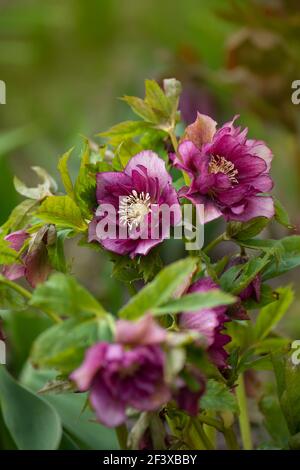 Wie man Hellebores Prince Double Red züchten kann. Hellebore Bepflanzung im Garten im Halbschatten. Helleborus ist Teil der Familie der Ranunculaceae. Stockfoto