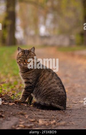 Schön markierte tabby Katze. Katze sitzt auf dem Feld am Herbsttag. Gestreift gestromte Katze in den gelben Blättern im Park Stockfoto