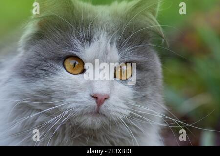 Britische Langhaarkatze mit Spaß im Freien. Nette Katze mit langen Schnurrhaaren. Erstaunen grau und weiß Katze liegen. Stockfoto