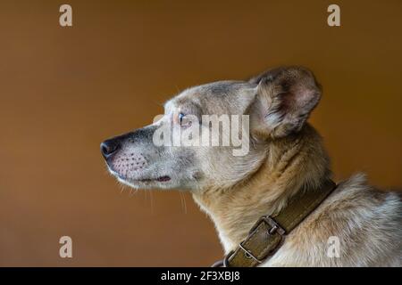 Hundeportrait im Studio. Erstaunliche Hund Porträt auf dunklem Hintergrund. Hund mit großen Augen auf dunklem Studio braunen Hintergrund. Profil eines Hundes Stockfoto