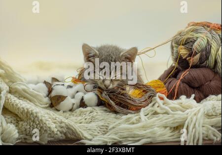 Niedliches Kätzchen schläft auf einem Bett für Katzen. Katze liegt auf dem Kopf. Kätzchen liegt auf flauschiger Decke. Perfekter Traum und Entspannung. Kätzchen ruht auf einem Ball von Stockfoto