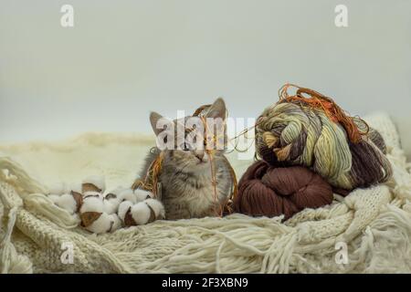 Lustige Kätzchen und Ball aus Faden in verschiedenen Farben. Kleine niedliche Kätzchen mit bunten Ball von Fäden. Süße flauschige Katze mit bunten Garn umwickelt Stockfoto