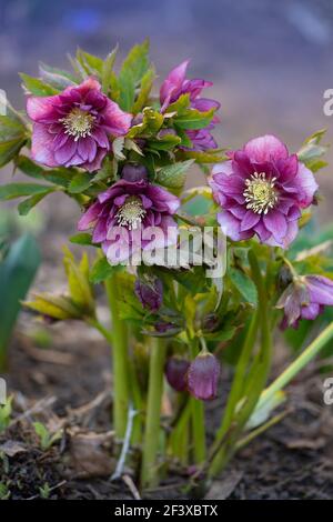 Helleborus hybridus Double Ellen Red wächst im Frühlingsgarten. Weihnachtsrose oder Fastenhellebore oder Schneerose. Stockfoto