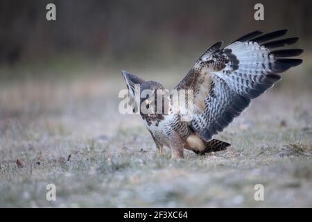 Gemeiner Buzzard Buteo buteo in der Nähe Verbreitung Flügel auf dem Boden Stockfoto