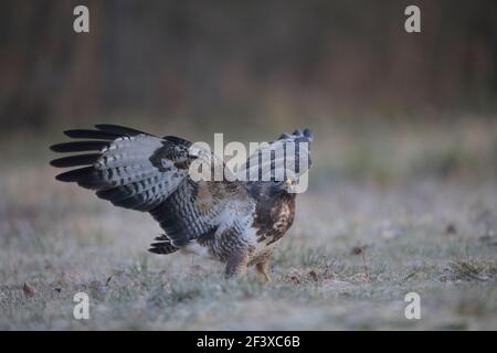 Gemeiner Buzzard Buteo buteo in der Nähe Verbreitung Flügel auf dem Boden Stockfoto