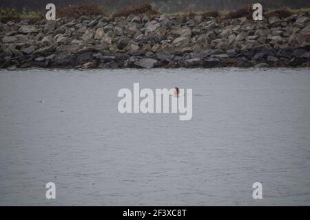 Fishguard wales 18 march 2021 der Mensch betritt das Meer für kaltes Wasser gut für die psychische Gesundheit Meeresschwimmen Übung während der Sperre Kredit: Debra Angel/Alamy Live News Stockfoto