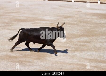 Stierkampf im Camargue-Stil Stockfoto