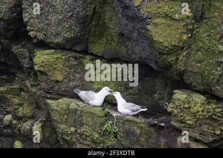 Fulmar - paar Fulmarus Glacialoides Fowlsheugh RSPB Reserve Grampian, UK BI010043 Stockfoto