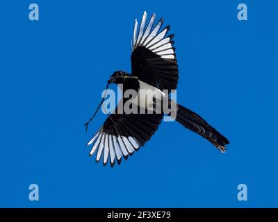 Eurasische Elster in der Fliege mit dem blauen Himmel auf dem Hintergrund. Der Vogel trägt einen Zweig in seinem Schnabel. (CTK Photo/Roman Krompolc) Stockfoto