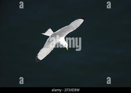 Kittiwake - im FlugLarus tridactyla Fowlsheugh RSPB Reserve Grampian, UK BI010088 Stockfoto