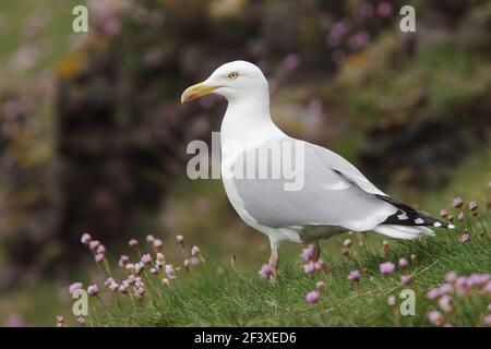 Hering GullLarus argentatus Fowlsheugh RSPB Reserve Grampian, Großbritannien BI010091 Stockfoto