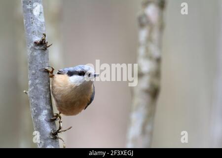 Nuthatch Sitta europaea auf einem Ast sitzend Stockfoto