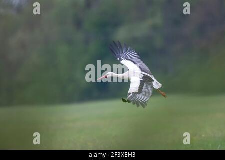 Weißer Storch Ciconia ciconia im Flug im Elsass Stockfoto