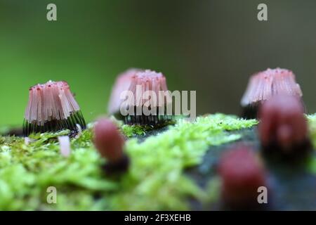 Myxomyceta Schleimform Stemonitis fusca auf Holz Stockfoto