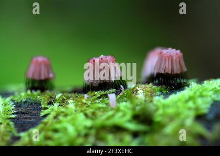 Myxomyceta Schleimform Stemonitis fusca auf Holz Stockfoto