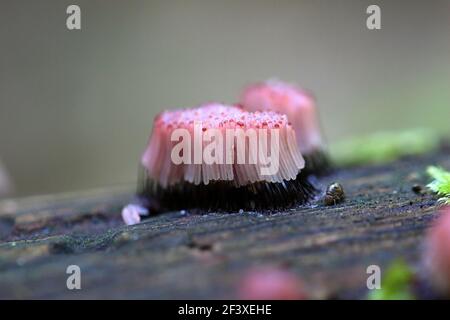 Myxomyceta Schleimform Stemonitis fusca auf Holz Stockfoto