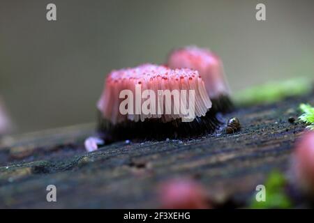 Myxomyceta Schleimform Stemonitis fusca auf Holz Stockfoto