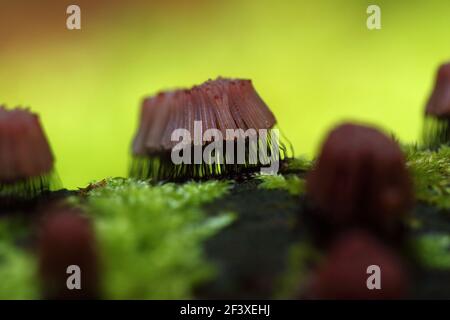 Myxomyceta Schleimform Stemonitis fusca auf Holz Stockfoto