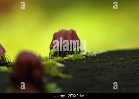 Myxomyceta Schleimform Stemonitis fusca auf Holz Stockfoto