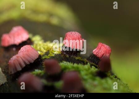 Myxomyceta Schleimform Stemonitis fusca auf Holz Stockfoto