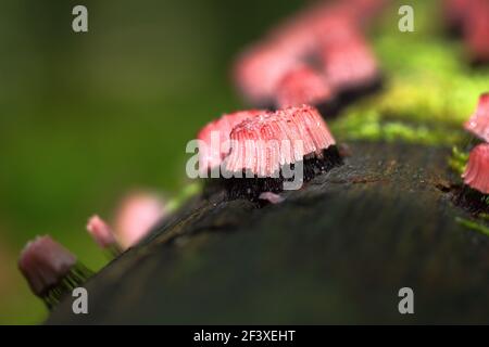 Myxomyceta Schleimform Stemonitis fusca auf Holz Stockfoto